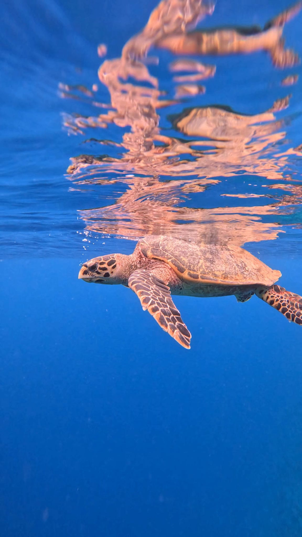 DEPOSIT Maldives Group Trip — 24th October - 2nd November 2025